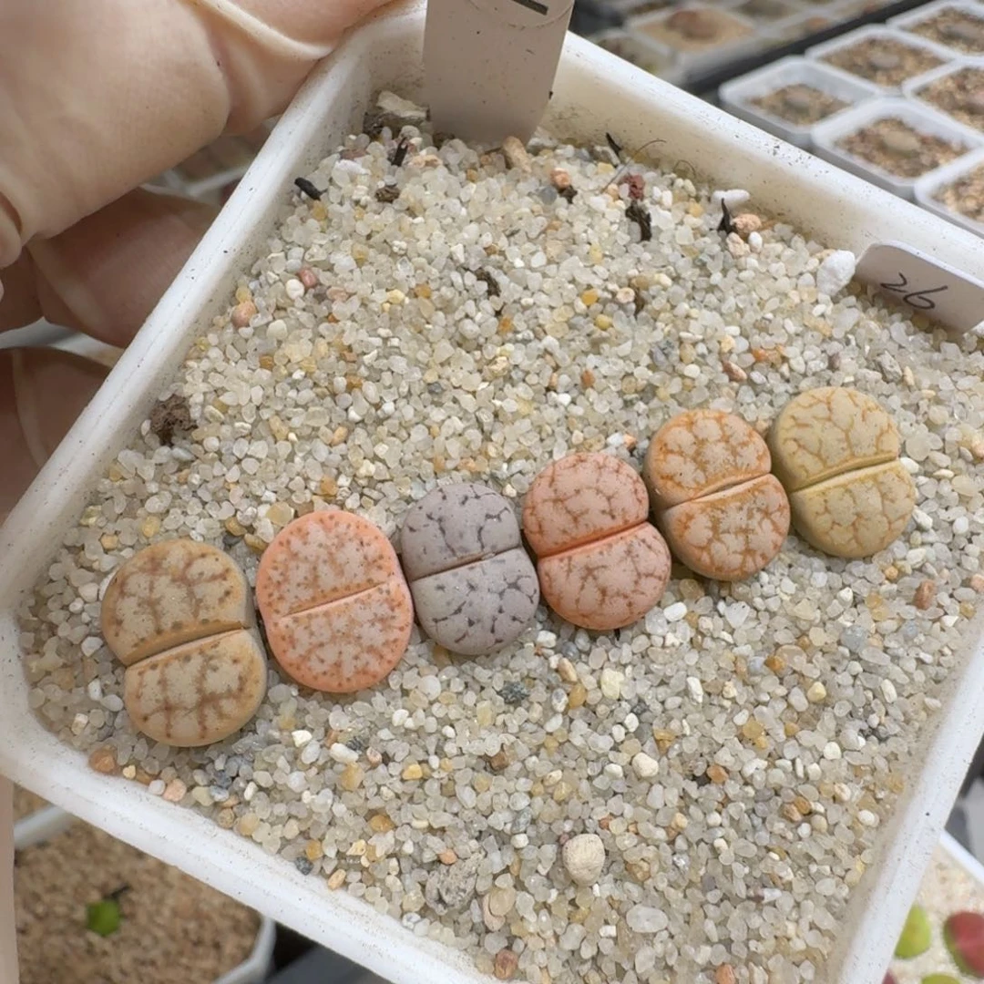 *****0607-41生石花花花花