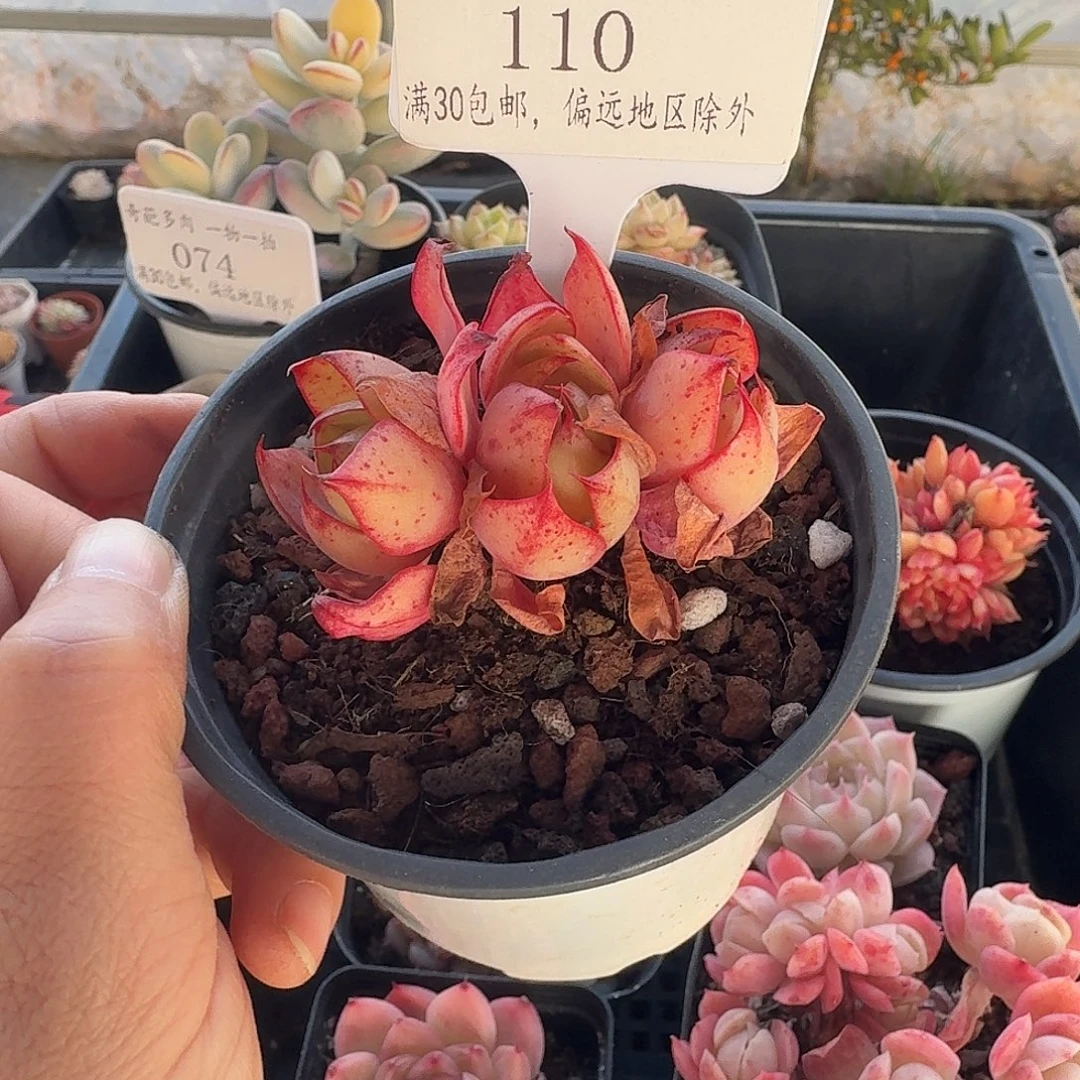 110 脱土 群生不包整 30元包邮非偏远