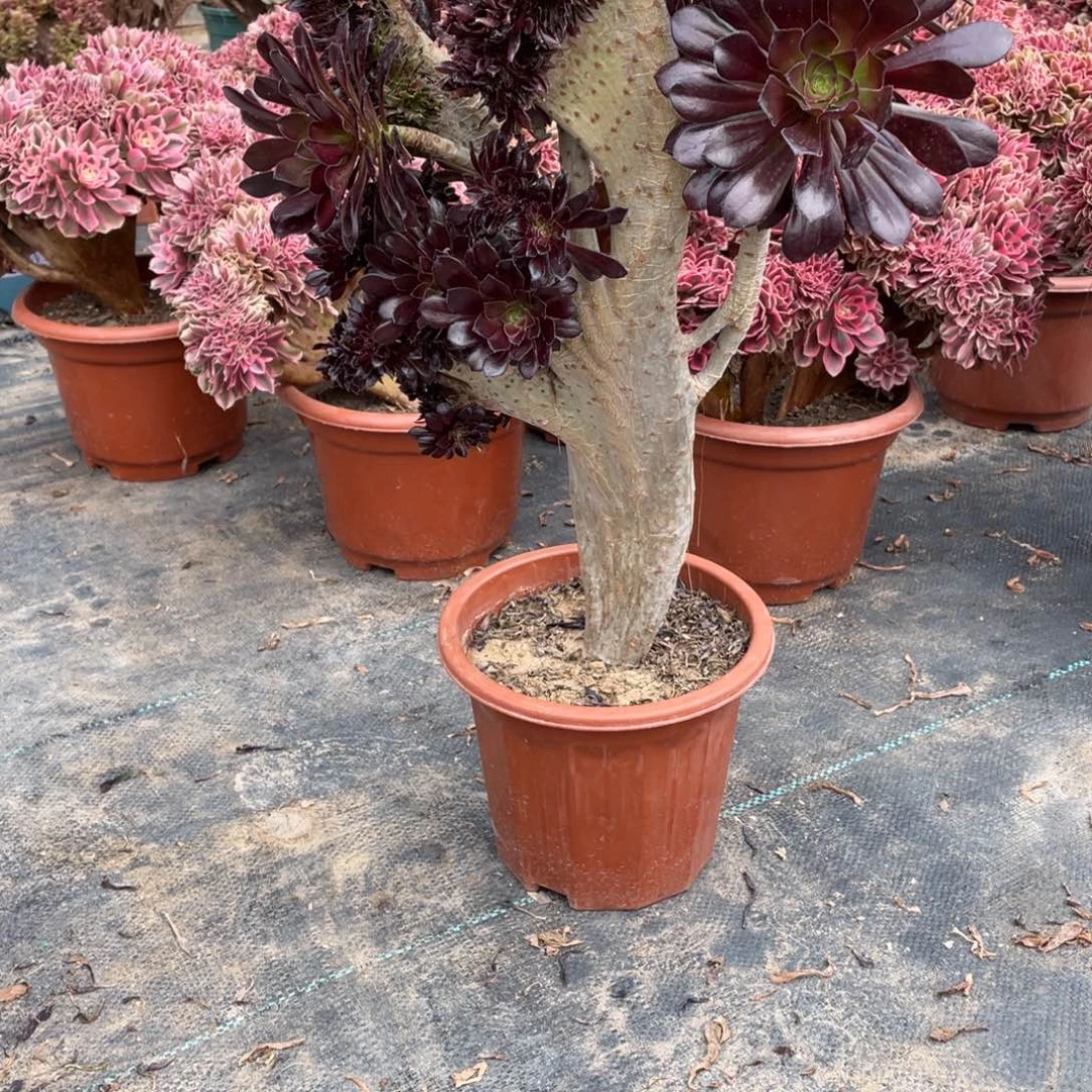 你*黑法师缀脱土发货