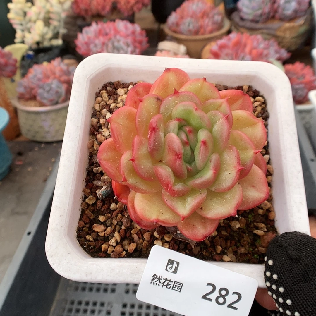 282梦露香莱尔多肉植物