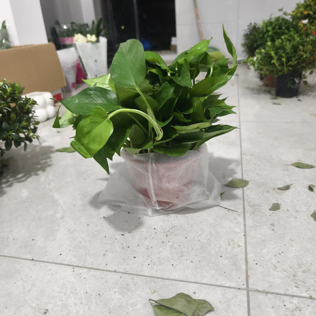 慈航绿萝净化空气清新脱俗（15元二盆）不送自吸盆