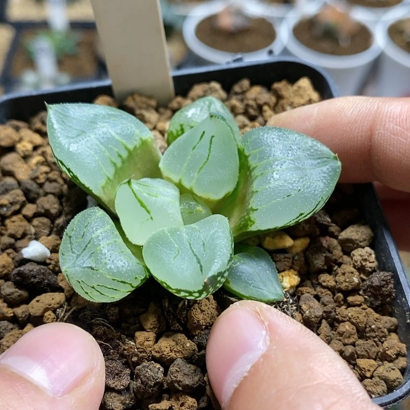 【闪购商品】79虞美人