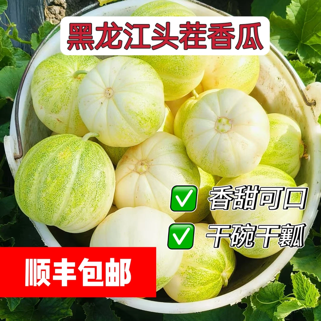 东北新鲜现摘大地头茬香瓜香甜脆自然清香顺丰包邮