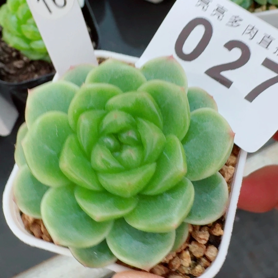 绿体珍妮            精美多肉植物