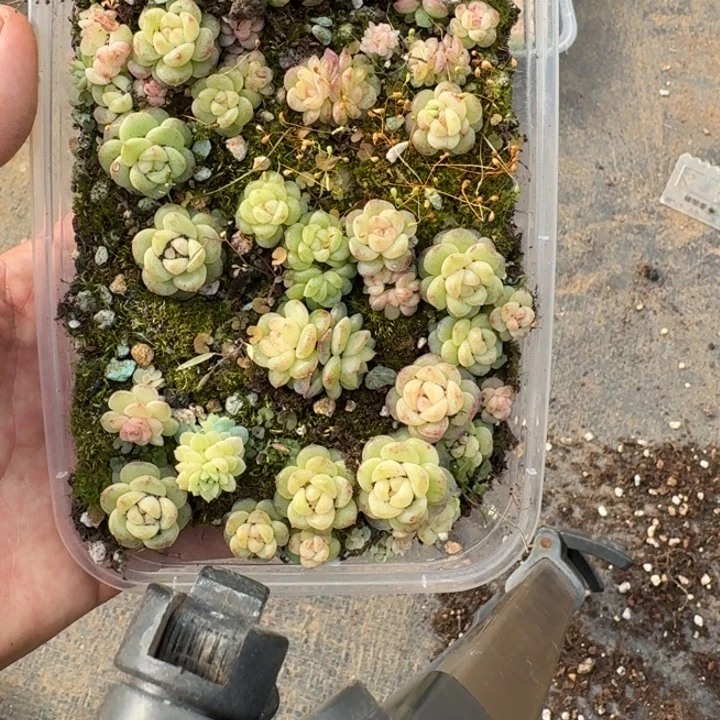 128珍妮饭盒一组混搭