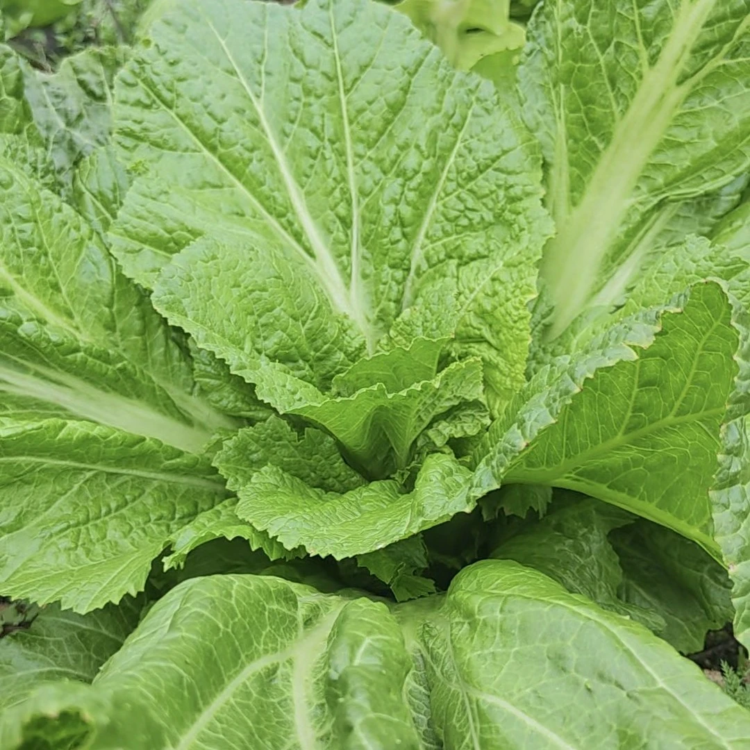 湘西赶集0代购农家山货特产