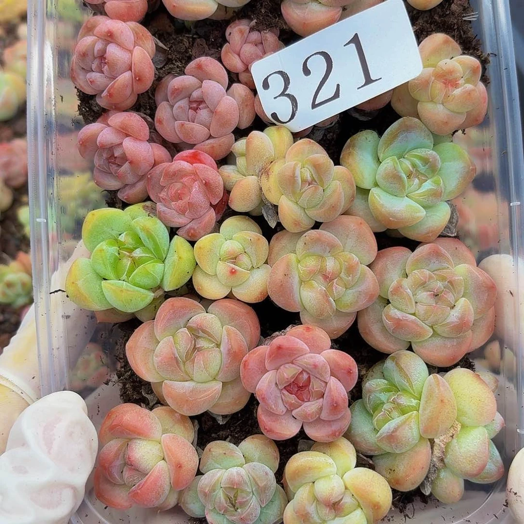 桔*多肉植物多肉植物321