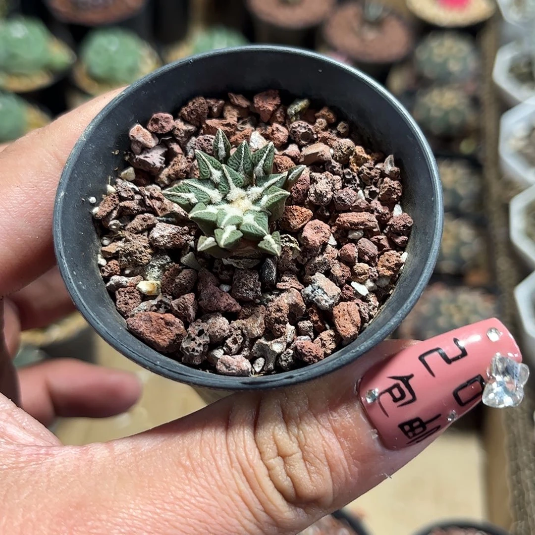 黑牡丹单头发货单头发货