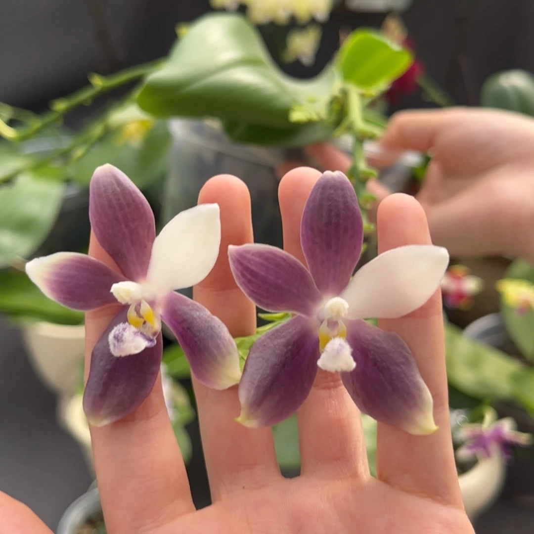 完全开放4寸盾花紫岳开花株