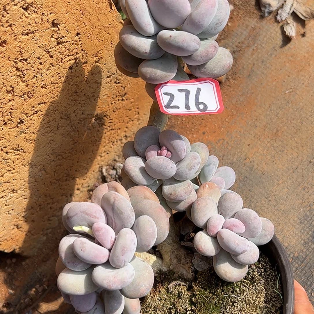 276号大叶奶，一物一拍