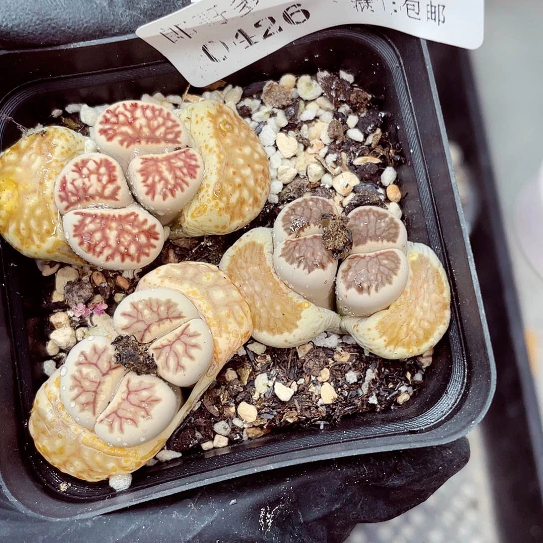 郎哥多肉18包邮0426-357