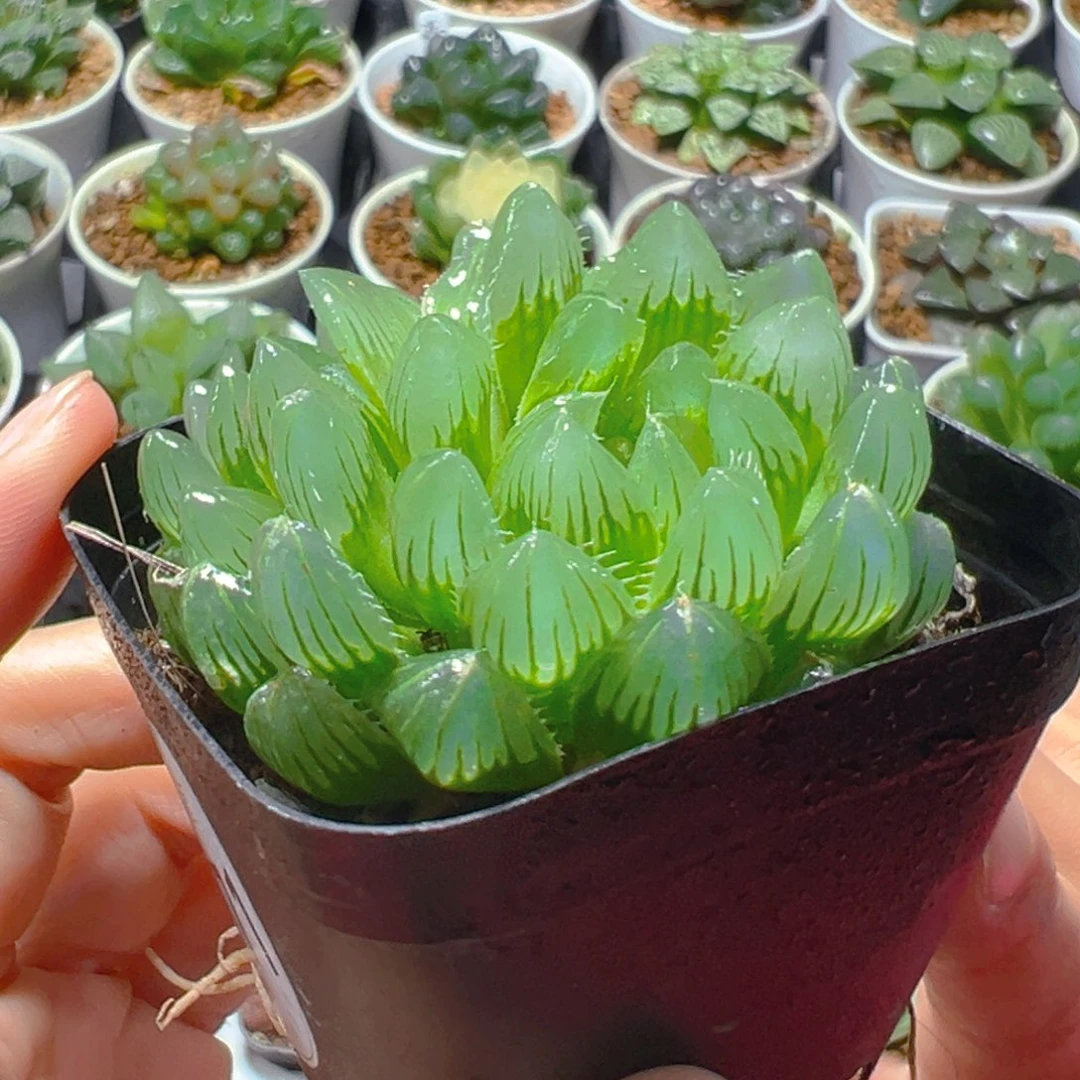 3971多肉植物一颗多肉