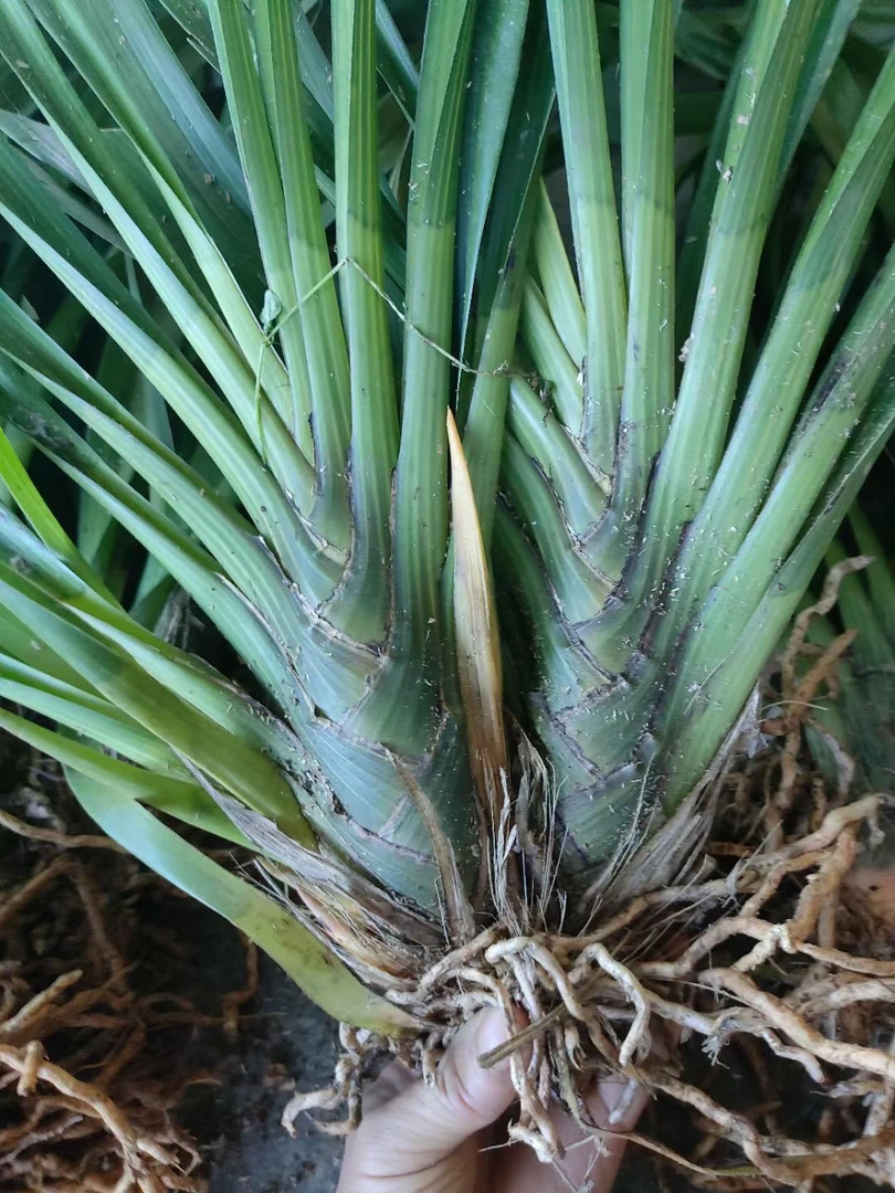 虎头兰精品绿植室内盆栽观赏植物净化空气