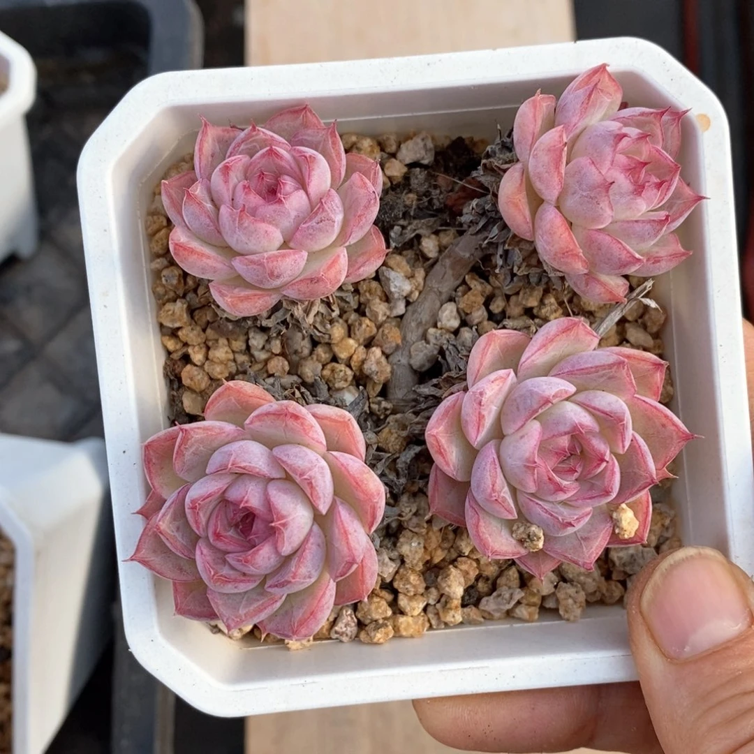 精品多肉一物一拍99