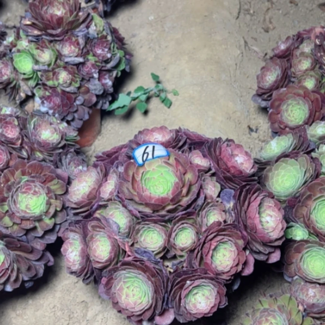【闪购商品】凉**信多肉植物万圣节61