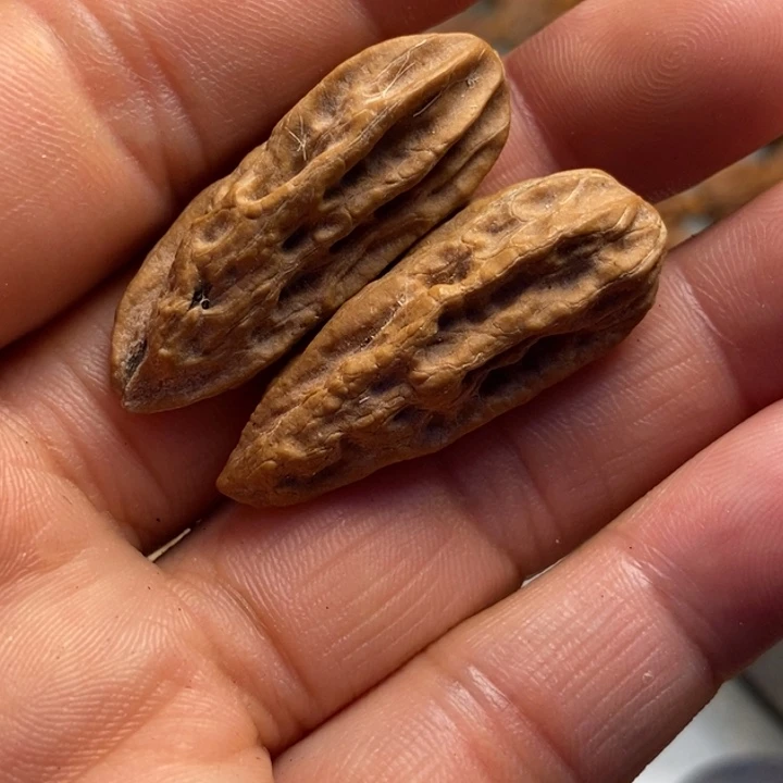 香榧木拿姐工艺流程10