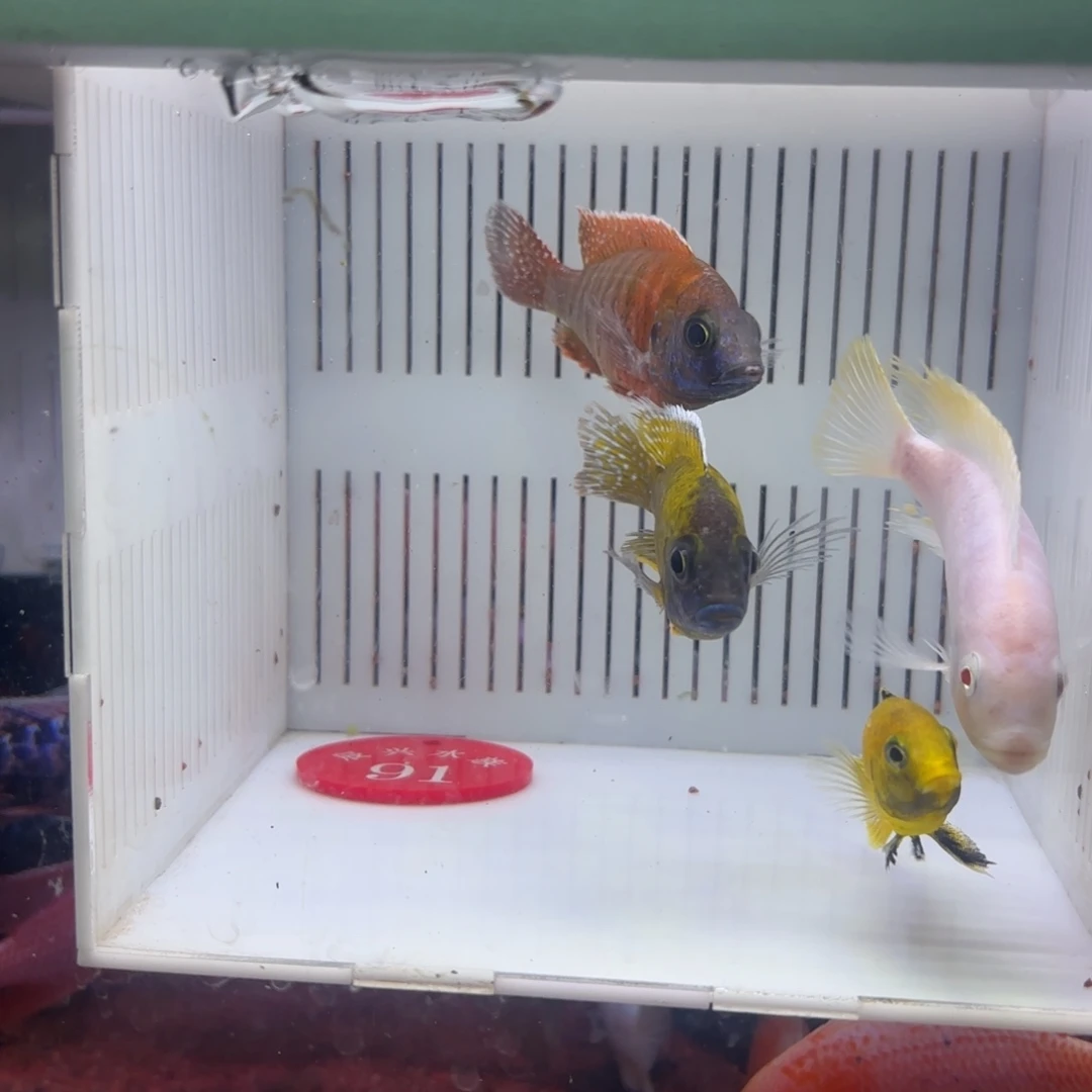 慈鲷鱼直播91号4条