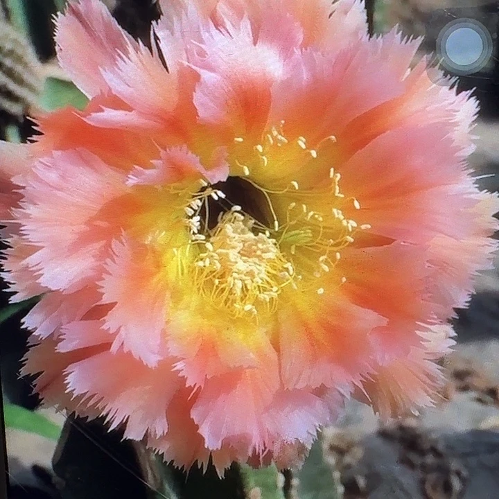 凤一侧芽4公分左右彩草