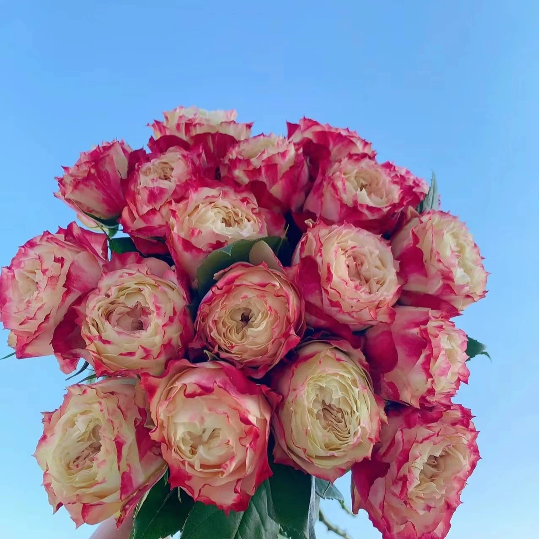 A5【苹果杰克+红玫瑰+橙色芭比+折射泡泡+洋桔梗+尤加利叶】