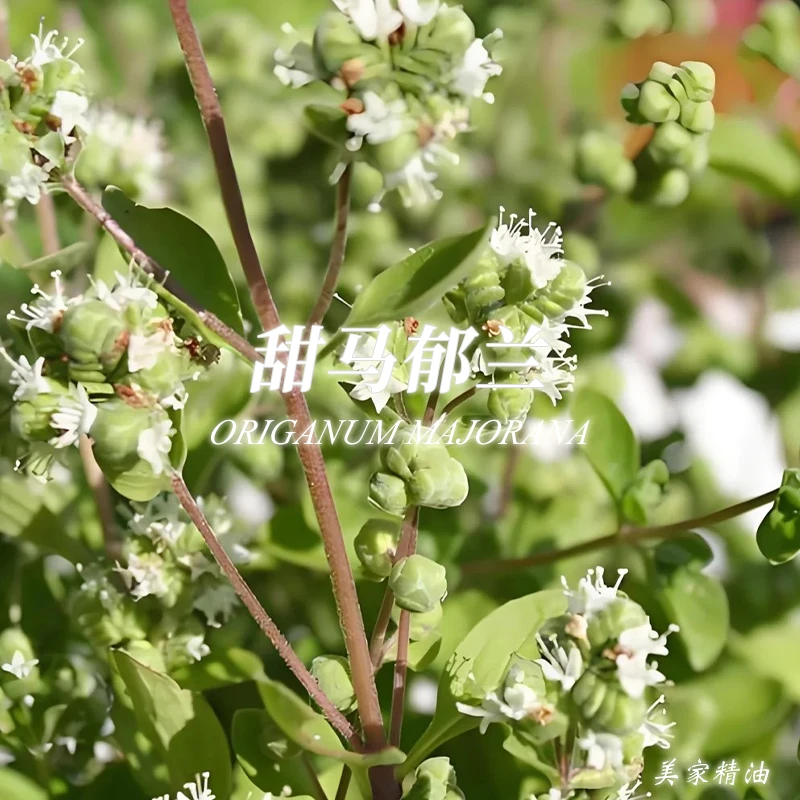 马郁兰精油单方精油