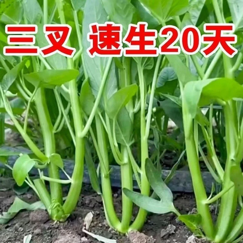 三叉空心菜苗带根带土本地老品种四季蔬菜苗大全菜秧种籽秧苗柳叶