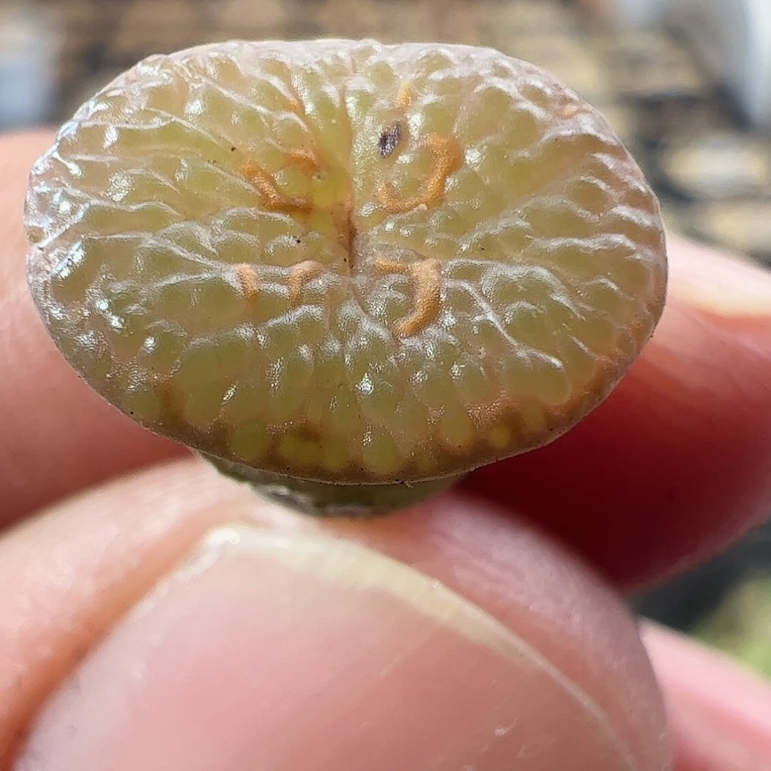 一物一拍。      414