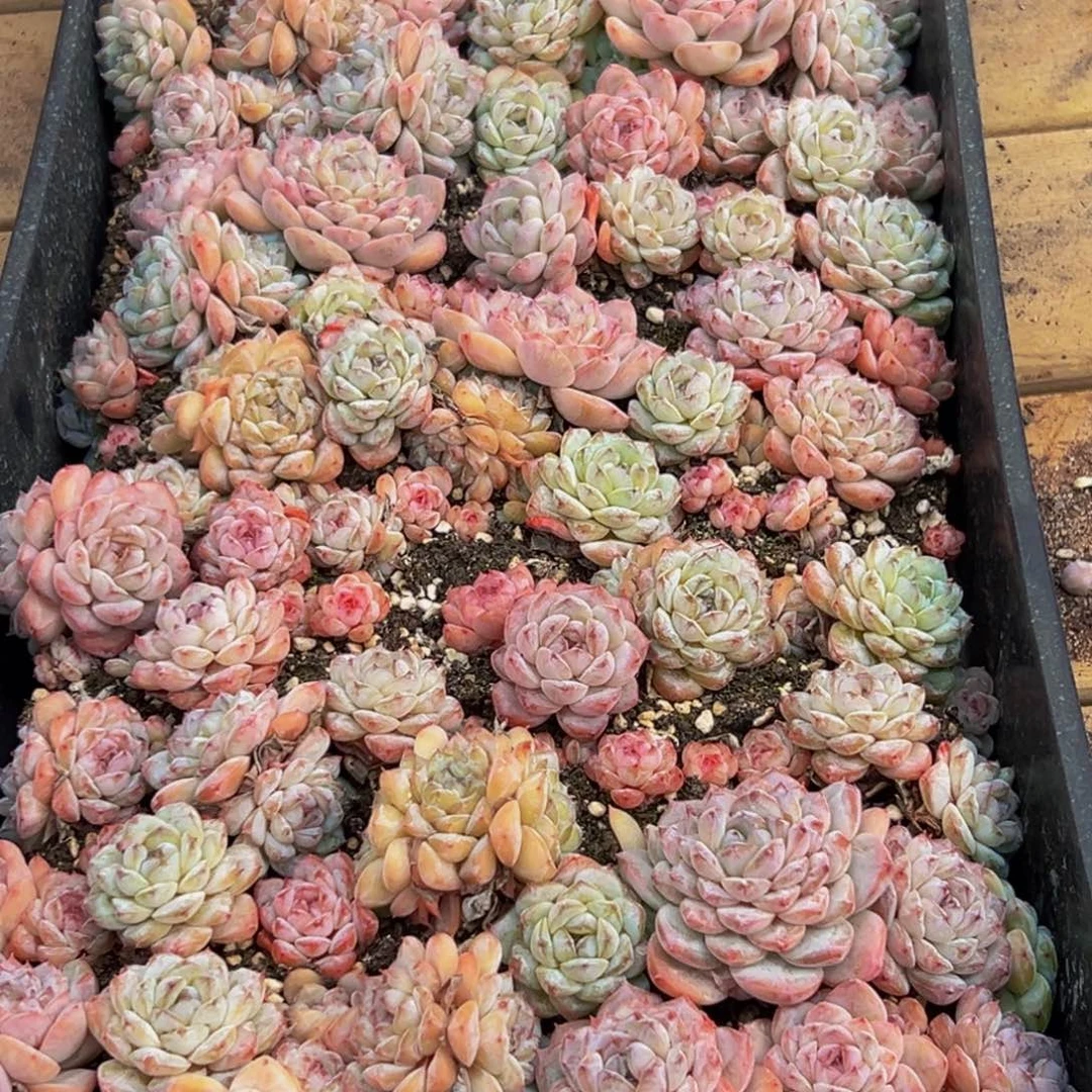 168得了一种病的人是真的