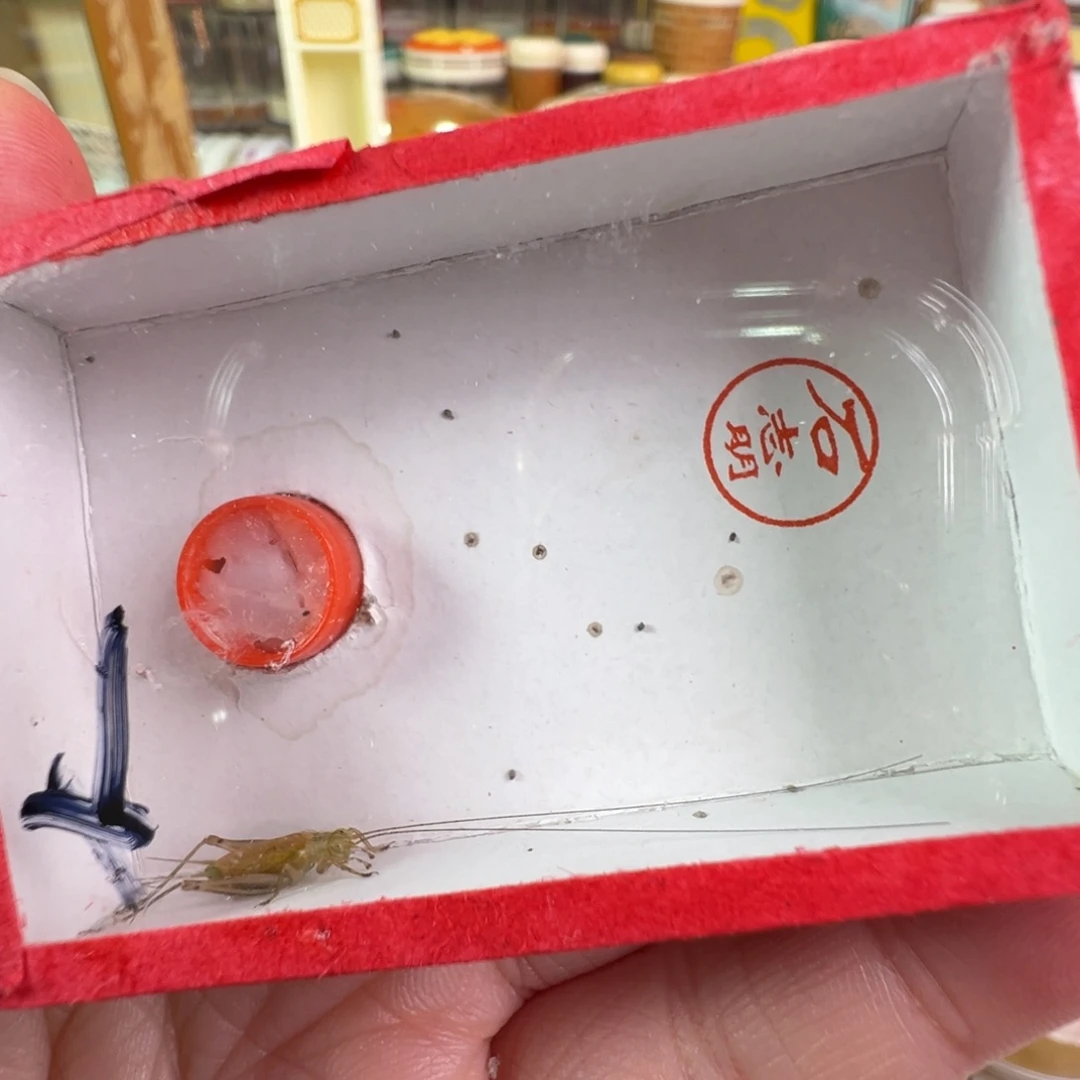 大个大黄蛉一只合适
