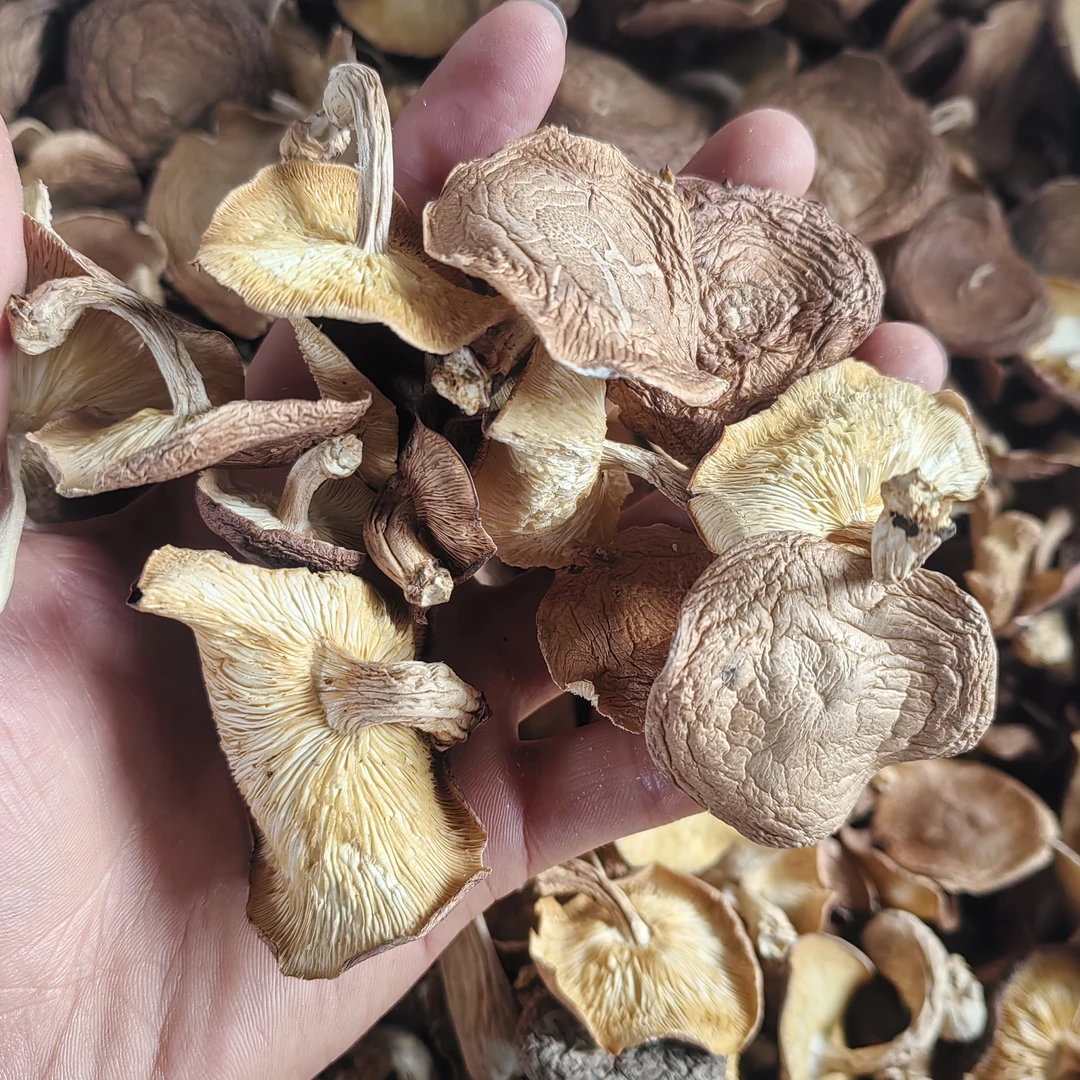 云南野生香信菇，煲汤好搭档