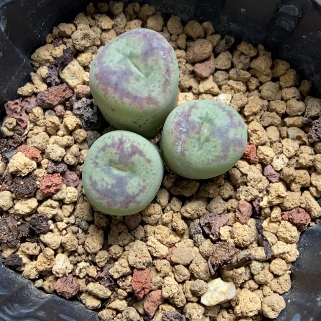 多肉植物肉锥杂交K-008 康杂