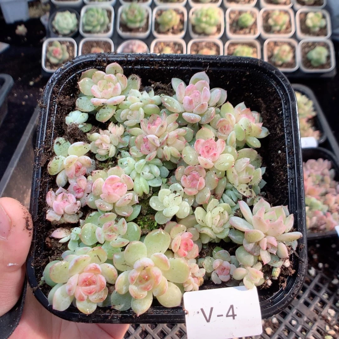 无花朵V4英语英语