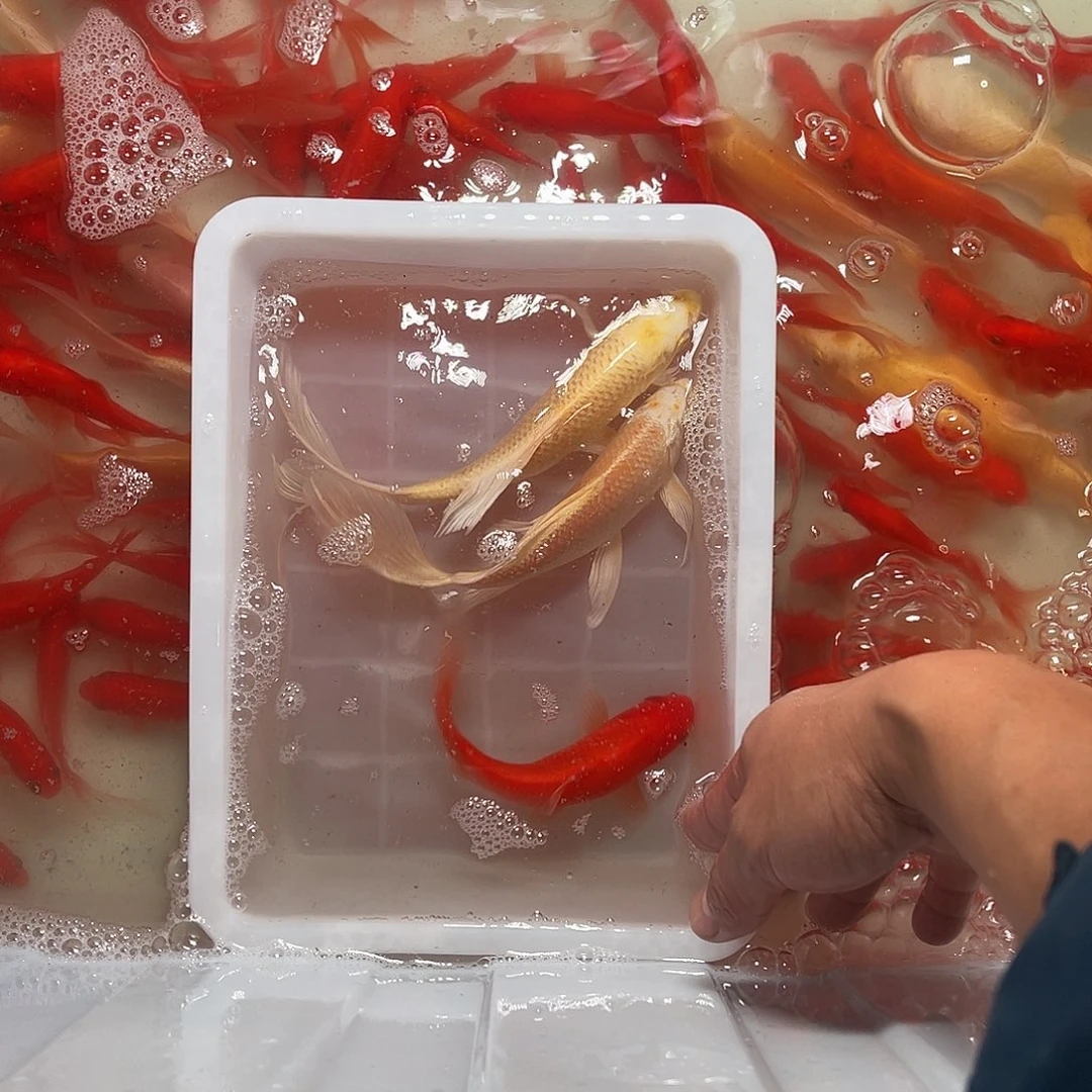 锦鲤包邮，包损，52