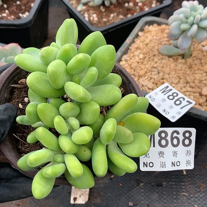 芒果奶叶插群 多肉植物9.25号左右发