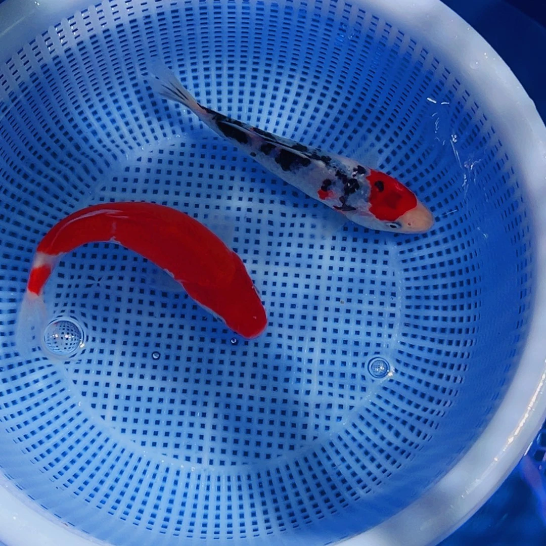 锦鲤锦鲤观赏鱼11111