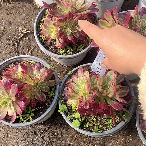 1010美杜莎多肉朵朵