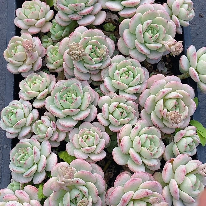 109 多肉植物盆栽花卉植物