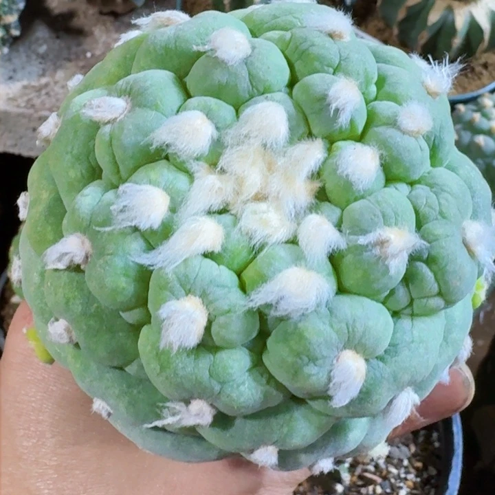 福利白肌皱油984