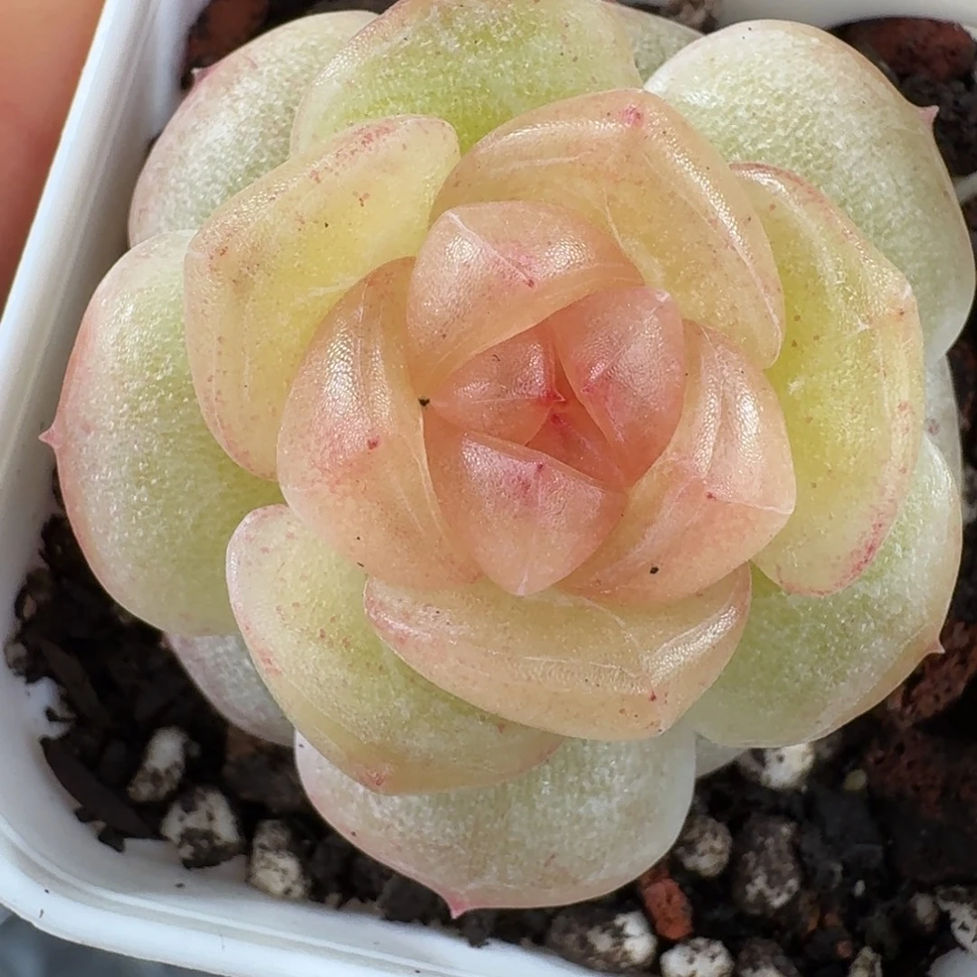 1211-24-追月单头一颗多肉