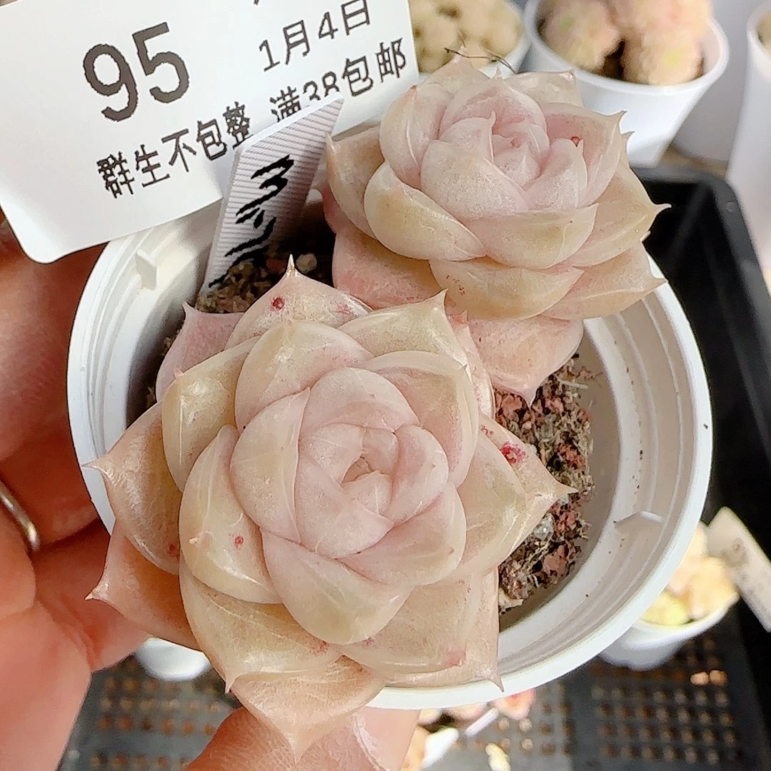 何***包0104-95（m1-74）散的散的