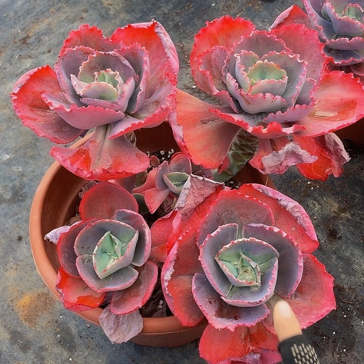 蓝色妖姬39.8砍过多肉群生