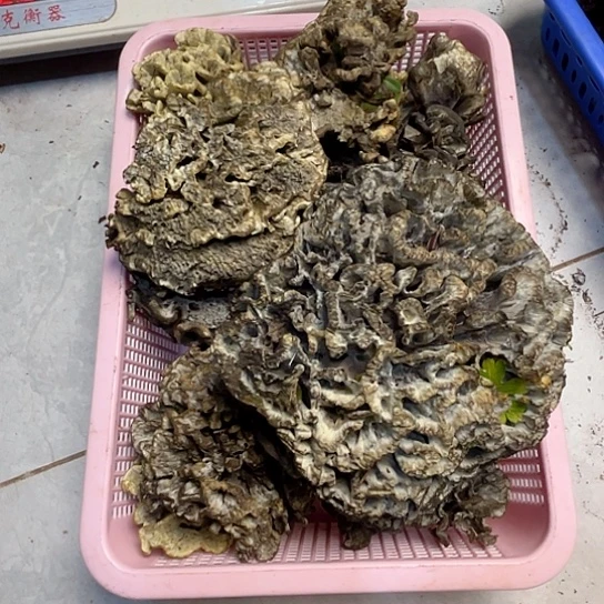 干巴菌超好吃中国大陆