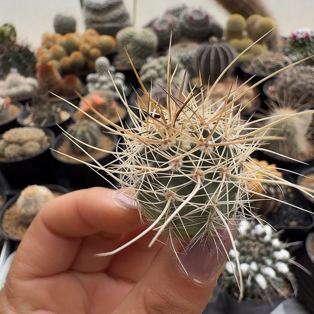 实生刘氏脱土发货