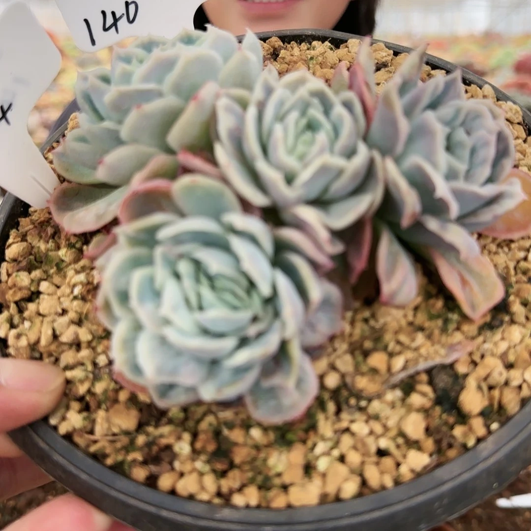 單****姐单眼皮，泡泡纱裙4头140     肉