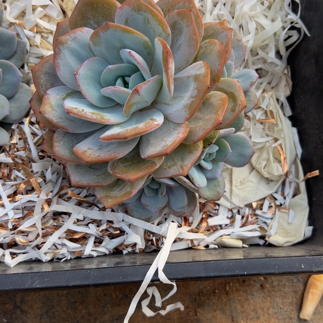 勿***！奶茶捧花多肉植物