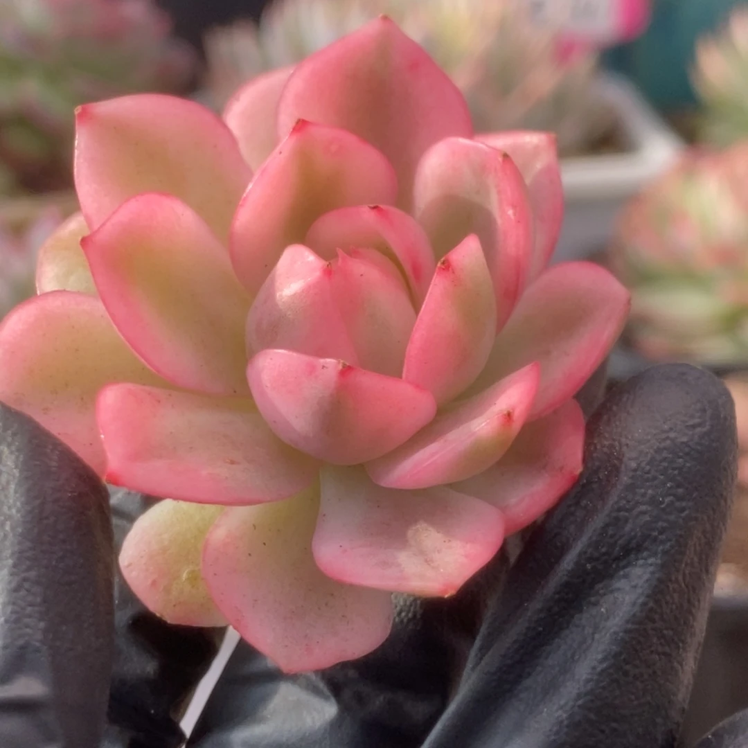 656粉水晶侧芽锦锦锦锦