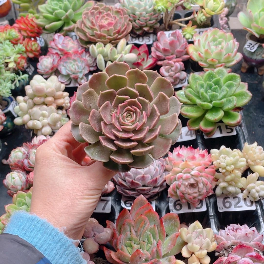 无铅玻璃嫣*和花器花器花器花器