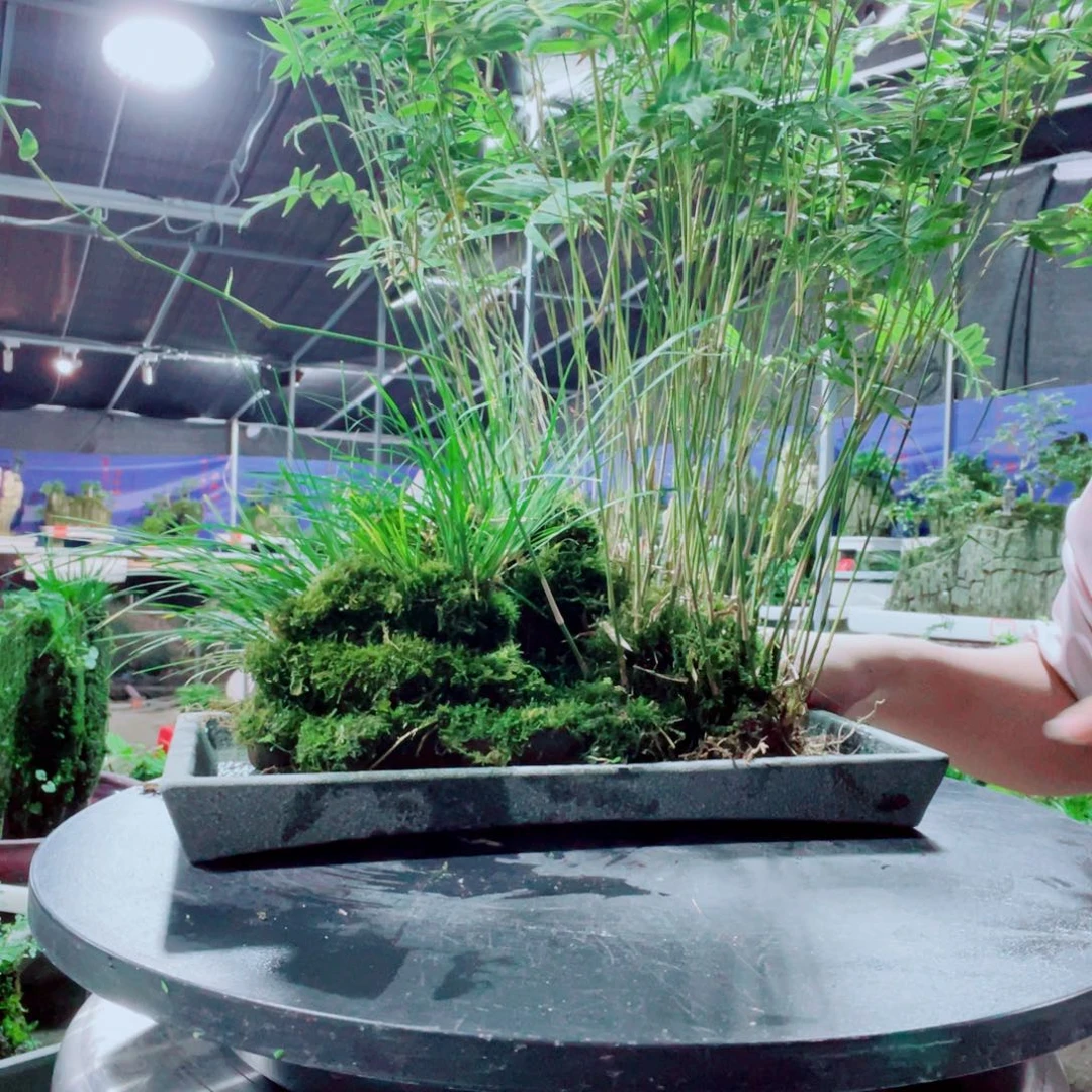 缘***、当前无花栽培后可以开花