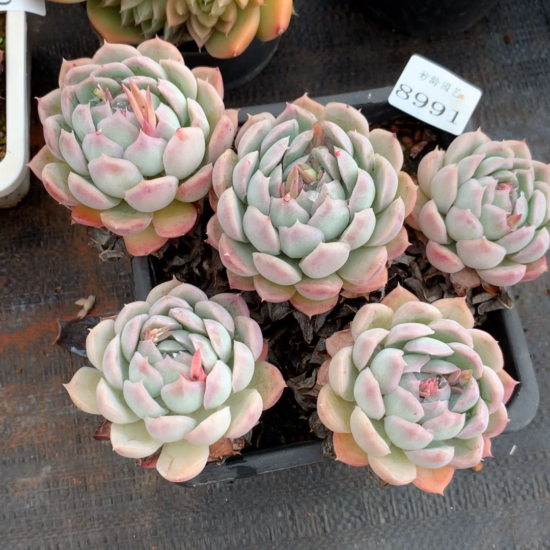 8991杂交多肉植物基地