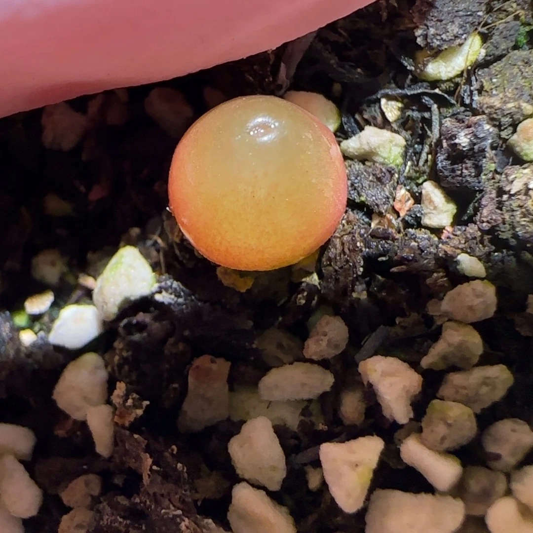 肉锥多肉植物百科-哈默1620