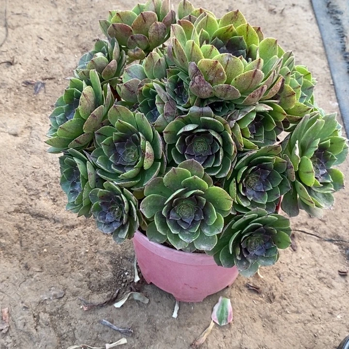 万拉丝12多肉植物法师法师